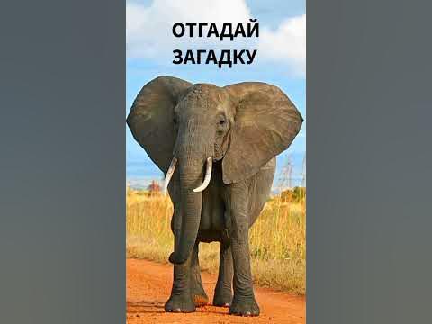 загадка про слона ⚠️ - YouTube