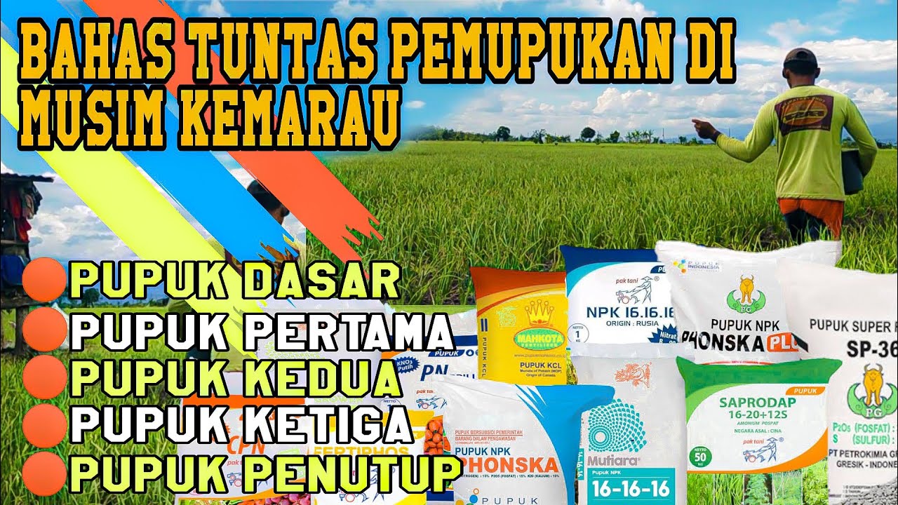RAHASIA PEMUPUKAN BAWANG MERAH ▶️ Bahas Tuntas Pemupukan Bawang Merah▶️Dari Pupuk Dasar-Penutup