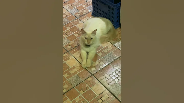 Watch the video about Flat cat 🐈 gentlemen’s is not a maine coon