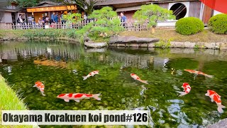 Okayama Korakuen koi pond(Korakuen, Okayama, Japan )