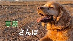 モンゴル田舎暮らし Youtube