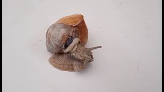 Little snail 🐌 broken shell. Comes out from hole on back of shell.