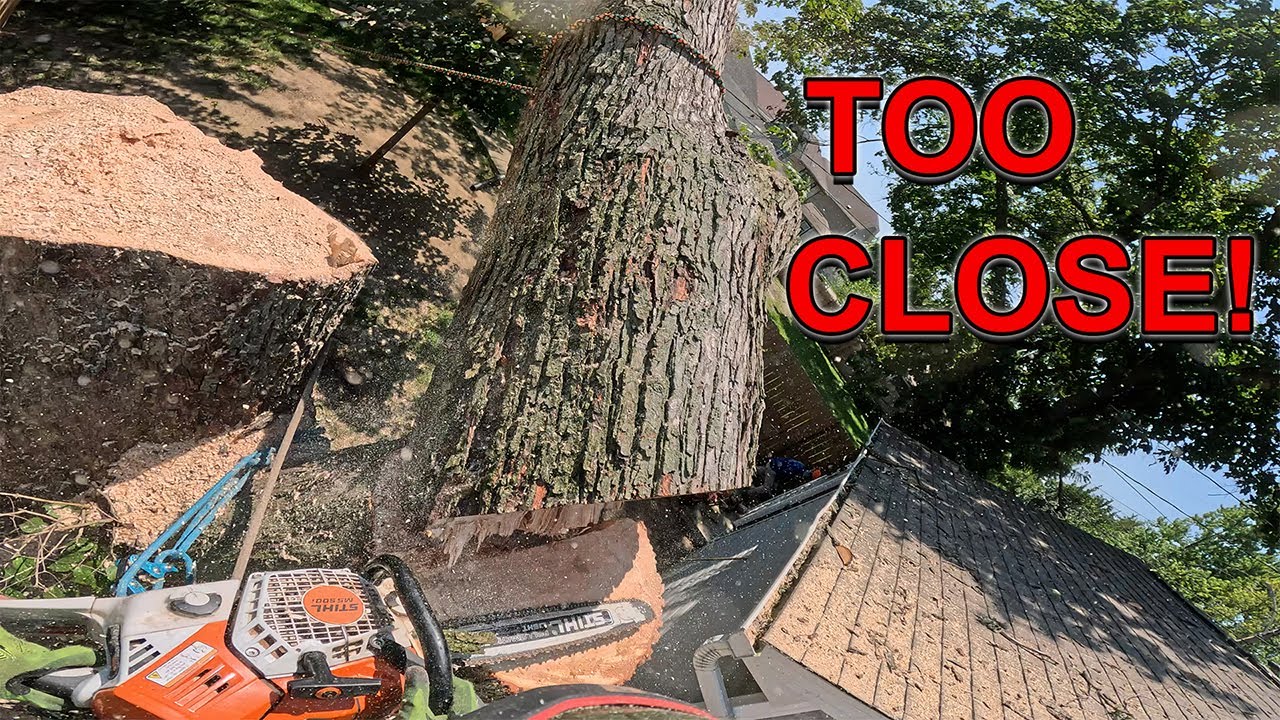 Nightmare Job Tree Removal Gets Finished! - YouTube