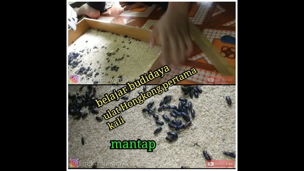 BUDIDAYA ULAT HONGKONG PEMULA//UNBOXING PAKET INDUKAN KEPIK 