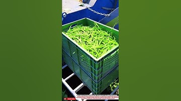 Best innovative bean harvesting technology machine for farming