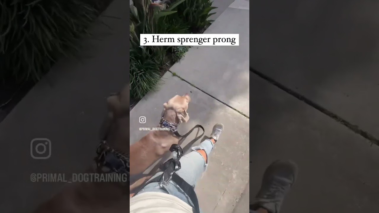 What collar and leash do I use?