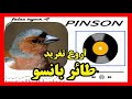 تغريد حسون الظالم بانسو Canto Del Pinzón تغريد حسون الظالم بانسو Canto Del Pinzón