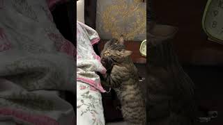 #cat #pets #cute 🐈😸