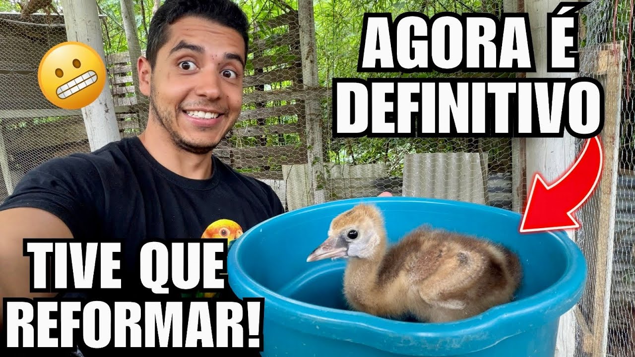 Reformando o viveiro para receber os filhotes de Aves, FICOU BOM E SEGURO ? | Aves Recriar 