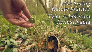 Mid-Spring Nature Journey in the Woods of Tyler Arboretum, Pennsylvania