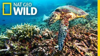 A Sea Turtle's Journey to a Nesting Ground | Nat Geo Wild