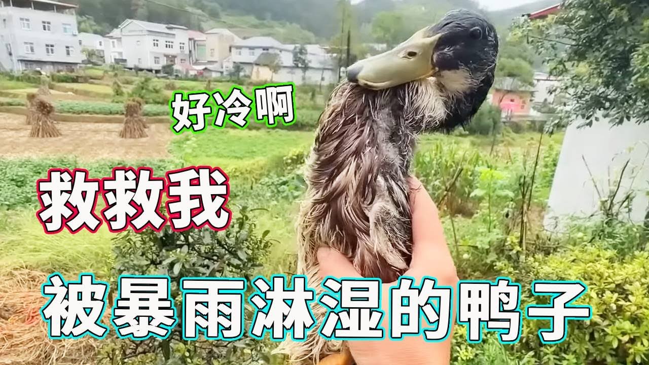 被暴雨淋一天一夜的鸭子！找到的时候身体都僵硬了，究竟还有没有一线生机！【天下一场梦】