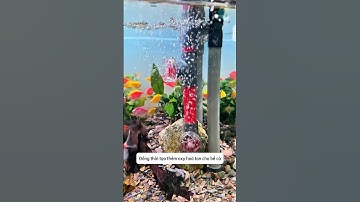 Đầu xả nước cánh quạt tạo sóng tăng oxy hoà tan cho bể cá #aquatic #shorts