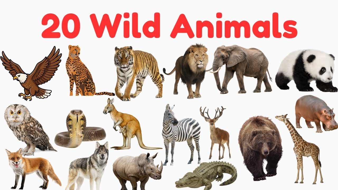 20 Wild Animals Names for Kids | Wild animals names in English | Kids ...