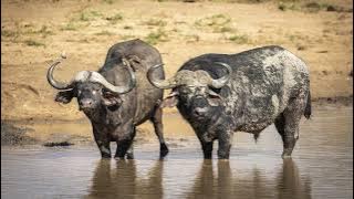 The sound of African buffalos