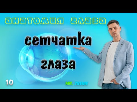 Сетчатка глаза человека