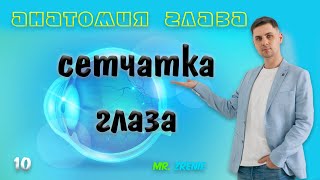 Сетчатка глаза человека