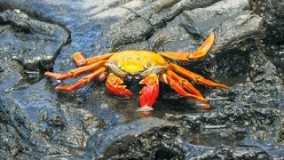 Top 10 Most Profitable Crab Species in the World| Smart Agri Hub screenshot 2