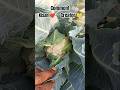 cauliflower cutting 😱#Shorts#Trending#Viral#FYP