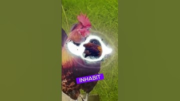 Sri Lanka Junglefowl Witness Its Majestic Beauty!#Bird#WildlifeBeauty#animal#shorts#shortvideos