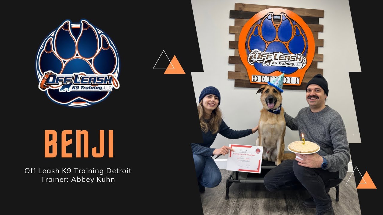 3 Year Old German Shepherd “Benji” From Spaz to Pizazz Detroit