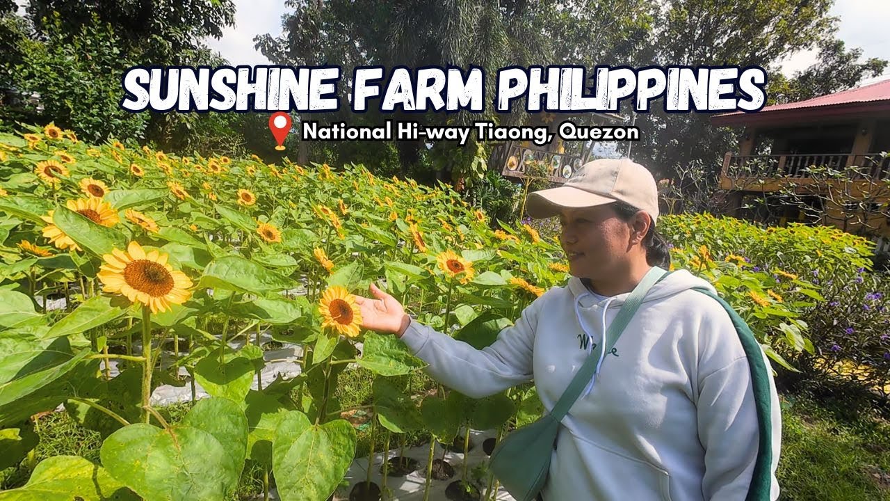 SUNSHINE FARM PHILIPPINES | SUNFLOWER FARM | TIAONG QUEZON | TRAVEL GUIDE | PAPANARDZ TV