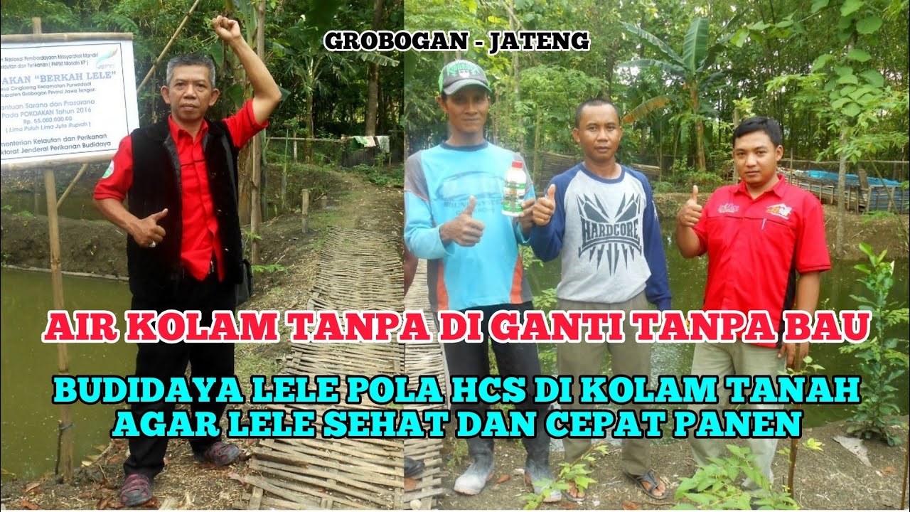 Budidaya lele tanpa ganti air tanpa bau cepat panen, T3HCS