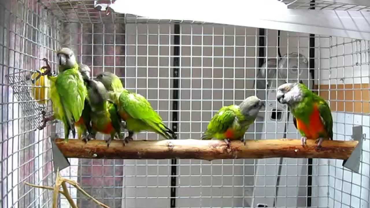 Mohrenkopfpapageien Zuchtpaar Mit 4 Jungen Youtube Mohrenkopfpapageien Zuchtpaar Mit 4 Jungen Youtube