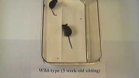 A double knockout mouse and its wild-type sibling