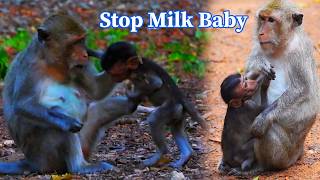 Adorable Wild Worldwide, Billy kicks her baby away to stop milking, Pity baby Billo try request milk