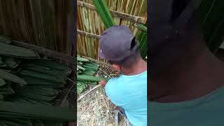 nipa palm or sasa na dingding / nipa palm walling