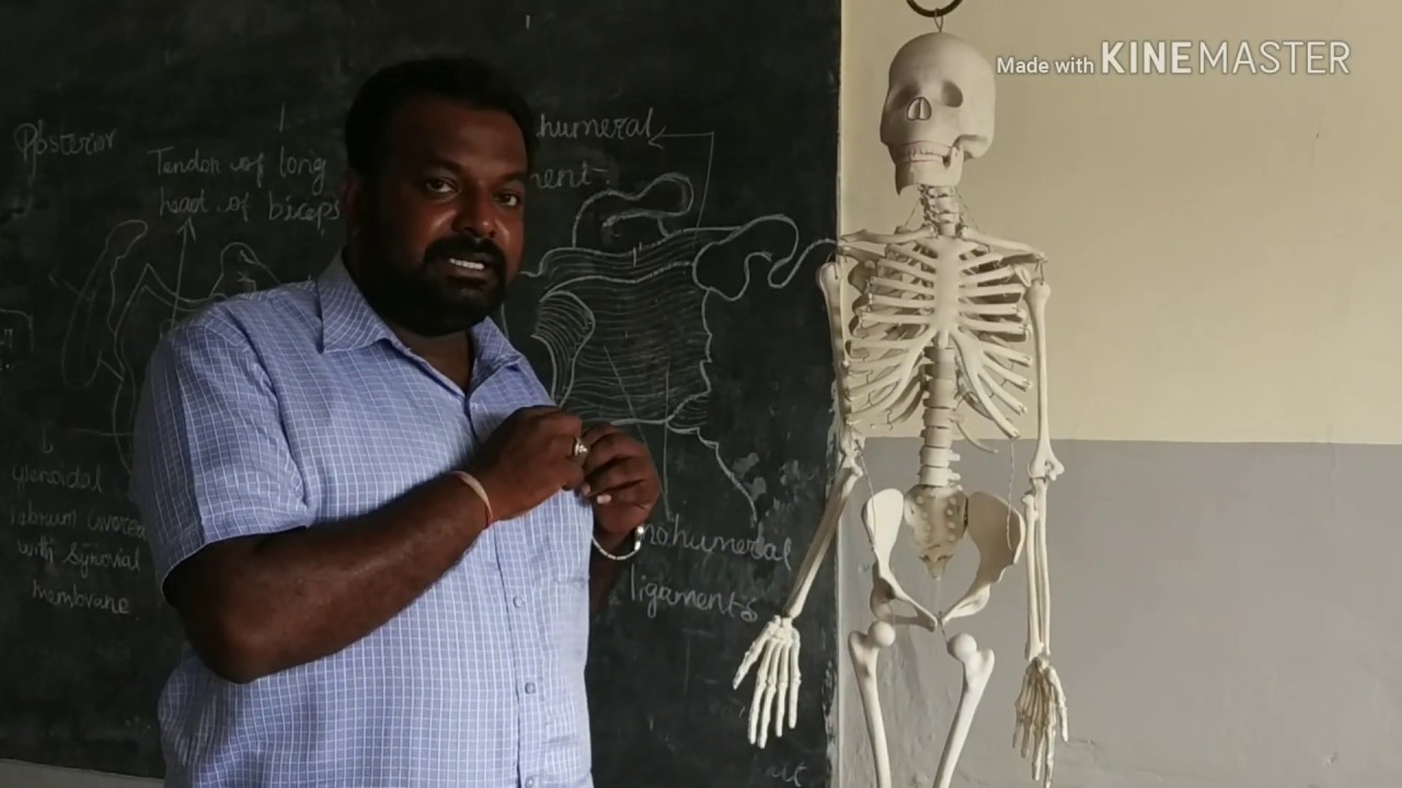 SKELETON DEMONSTRATION - YouTube