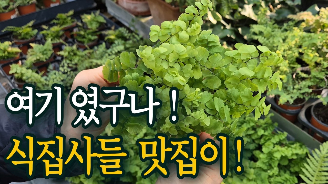 식물쇼핑은 여기에서 하세요! 식물구경하면서 쇼핑하기 최고인 화원!