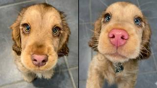 This Puppy Looks Like A Disney Character This Puppy Looks Like A Disney Character