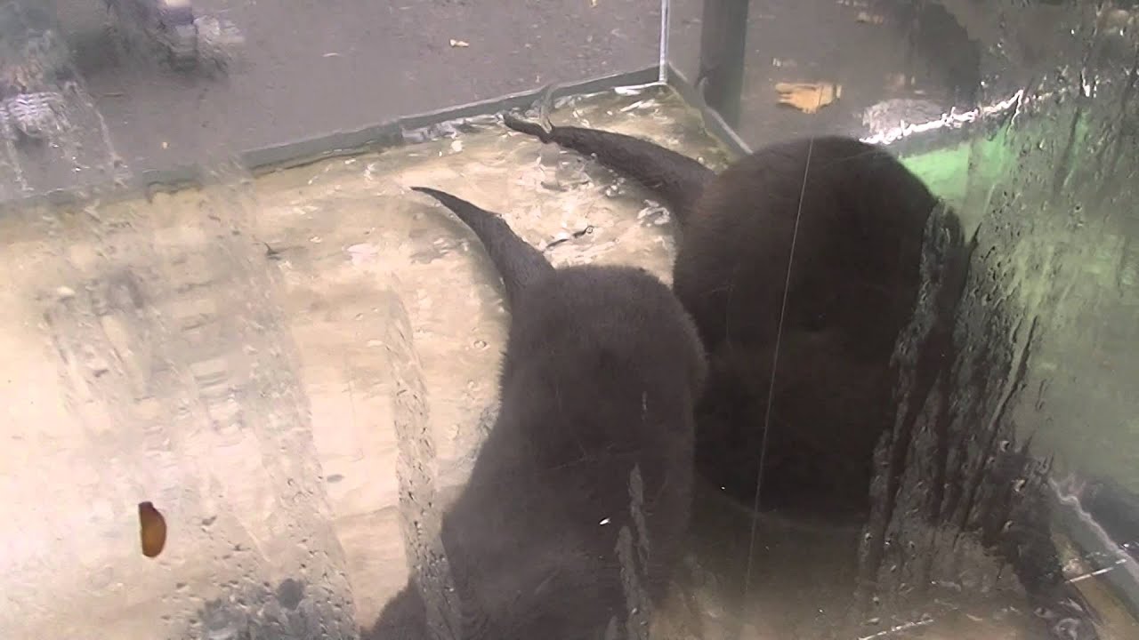 ユーラシアカワウソ 上野動物園 Eurasian Otter Ueno Zoo Youtube ユーラシアカワウソ 上野動物園 Eurasian Otter Ueno Zoo Youtube