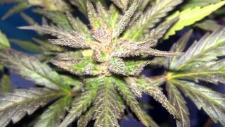 Cheese Daddy before chopping