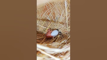 Java finch egg and chick