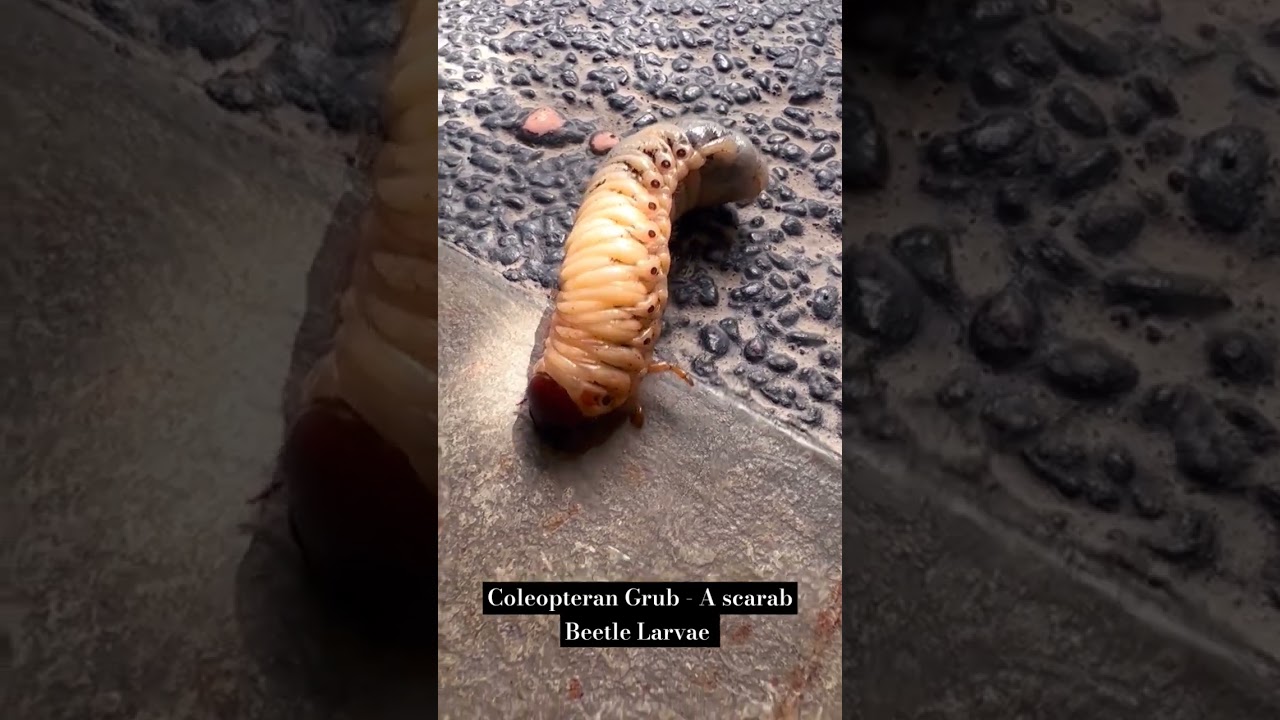 Larvae Of A Beetle | Coleopteran Grub | Scarabidae