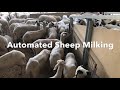 Automated Sheep Milking