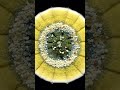 This Fungi Time Lapse Took 12 Days To Complete 