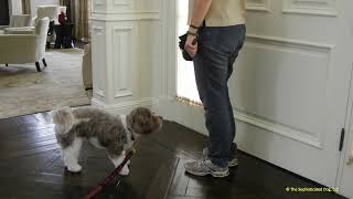 Details FDSA Webinar Irith Bloom A Path to Calmer Walks Guide