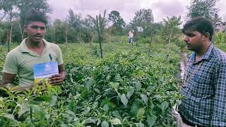 Best Results Green Chilli plot Nava Bharat Fertilizers Ltd mobile no 8867133108/7019970485