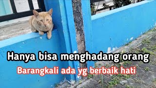 Hidupku yg serba kekurangan. Hidupku yg tak menentu. ( Kisah kucing jalanan )