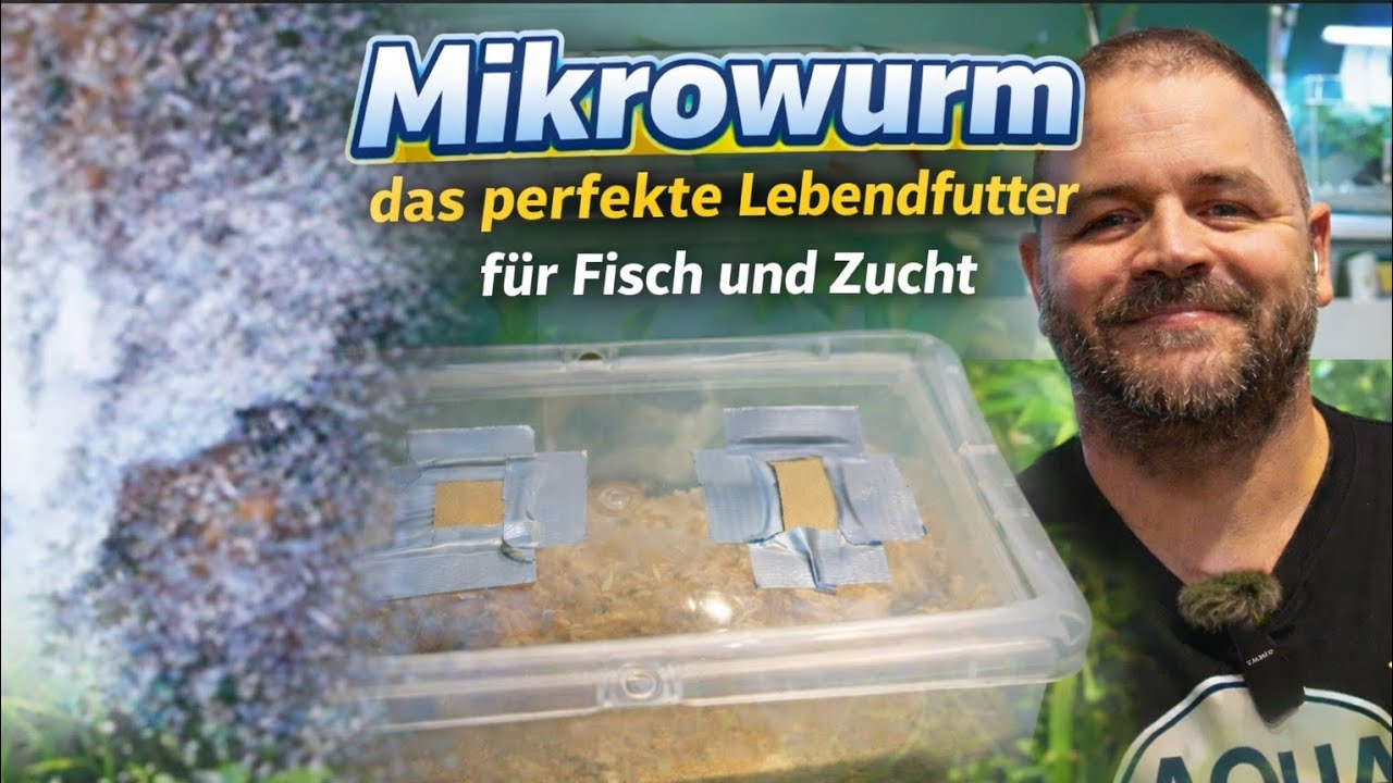 Mikrowürmer züchten: Das perfekte Lebendfutter einfach ansetzen