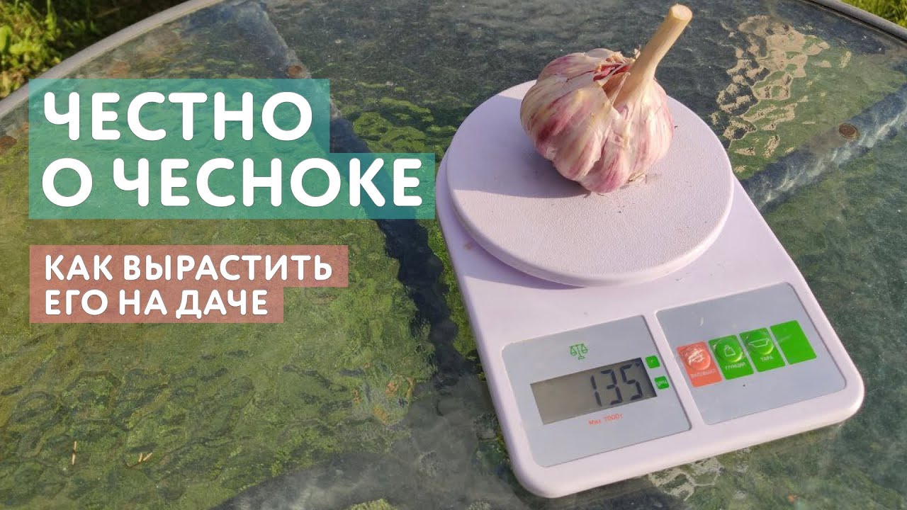 Все о выращивании чеснока. Почему я выбираю озимый чеснок, сроки посадки, подкормка. Много советов