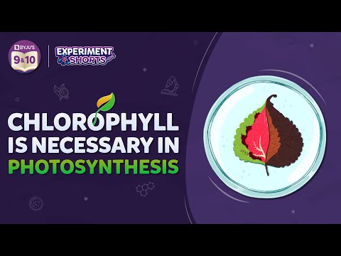 Chlorophyll is necessary for Photosynthesis | Amazing BYJU'S Science Experiment | #Shorts