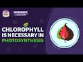Chlorophyll Is Necessary For Photosynthesis Amazing BYJU S Science Experiment Shorts