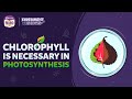 Chlorophyll is necessary for Photosynthesis | Amazing BYJU