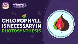 Chlorophyll is necessary for Photosynthesis | Amazing BYJU'S Science Experiment | #Shorts screenshot 4