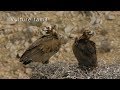 Cinereous Vulture -  fighting for food, nest, Vulture family,